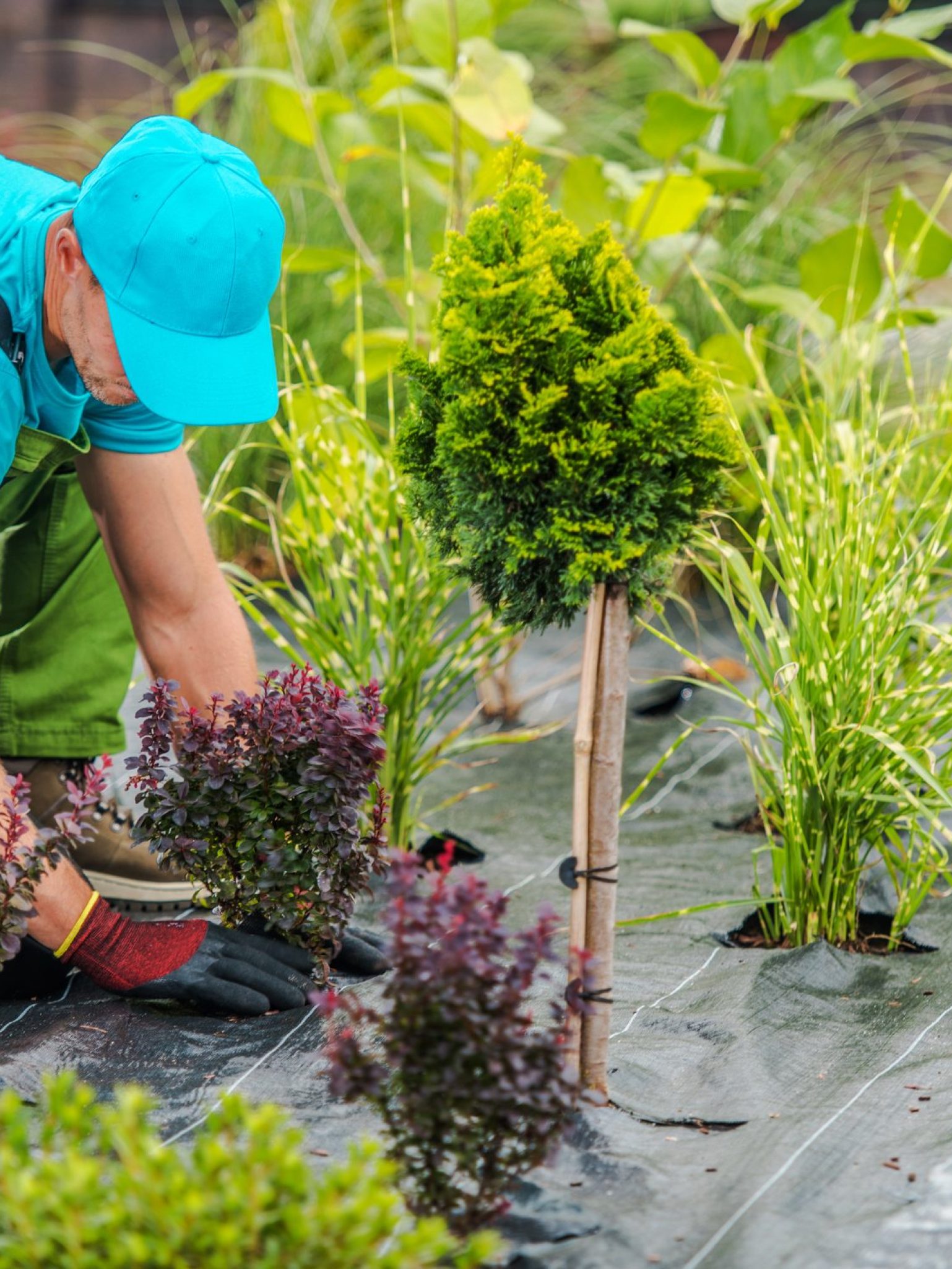 Professional Landscaper Taking Care of Ornamental Plants During Seasonal Garden Maintenance Visit.